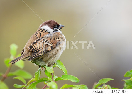 スズメ(雀/sparrow) スズメ(雀/sparrow) 132471922