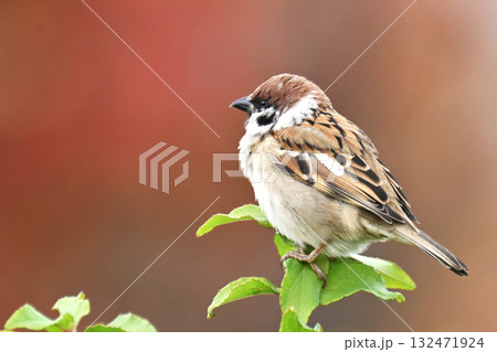 スズメ(雀/sparrow) スズメ(雀/sparrow) 132471924