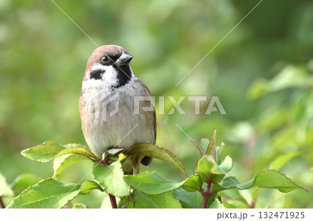 スズメ(雀/sparrow) スズメ(雀/sparrow) 132471925