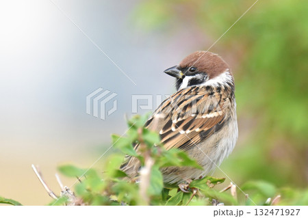 スズメ(雀/sparrow) スズメ(雀/sparrow) 132471927
