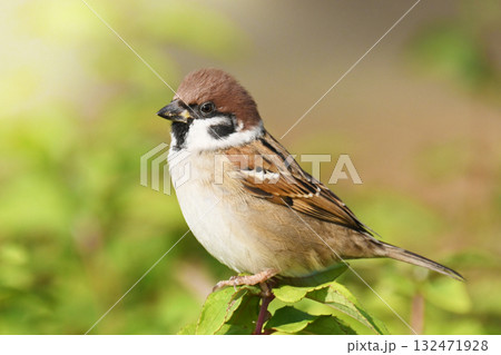 スズメ(雀/sparrow) スズメ(雀/sparrow) 132471928