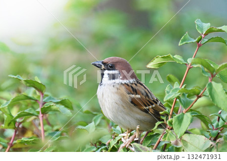 スズメ(雀/sparrow) スズメ(雀/sparrow) 132471931