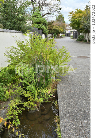 越谷散歩：こしがや・四季の路　埼玉県越谷市大道 132472022