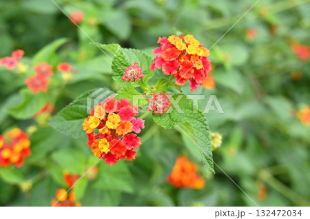樹木：ランタナ　クマツヅラ科 132472034