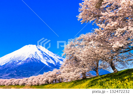 白石の一目千本桜の並木と富士山合成 白石の一目千本桜の並木と富士山合成 132472232