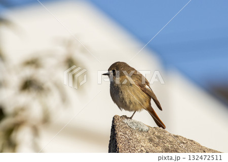 可愛い野鳥ジョウビタキメス 可愛い野鳥ジョウビタキメス 132472511