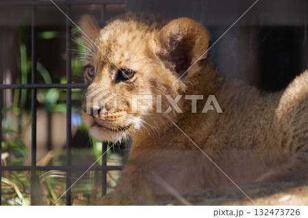 座るライオンの赤ちゃん 座るライオンの赤ちゃん 132473726