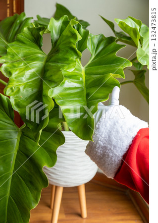 Santa Claus hands stroking a beautiful philodendron Santa Claus hands stroking a beautiful philodendron 132473815