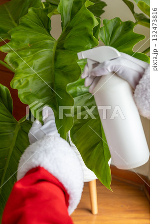 Hands of Santa Claus watering a Philodendron. 132473816