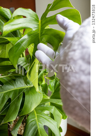 Santa Claus hands stroking a beautiful Monstera. 132473818