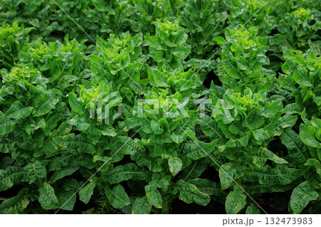 Green stem lettuce crops in garden 132473983