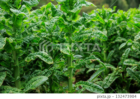 Green stem lettuce crops in garden 132473984