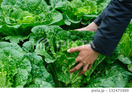 People hands picking green chinese cabbages crops in garden 132473989