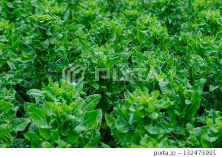 Green stem lettuce crops in garden Green stem lettuce crops in garden 132473991