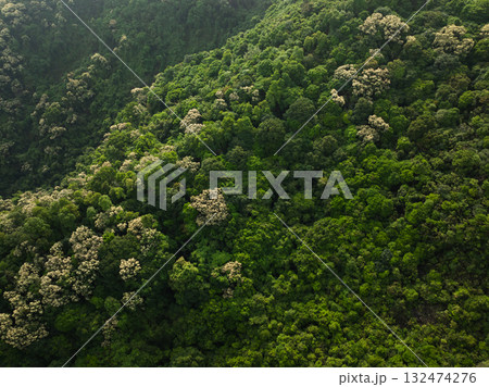 Aerial view of green forest with  flowering castanopsis fissa trees in spring 132474276