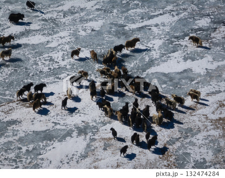 Tibetan Yaks walking on frozen lake in tibet, China Tibetan Yaks walking on frozen lake in tibet, China 132474284