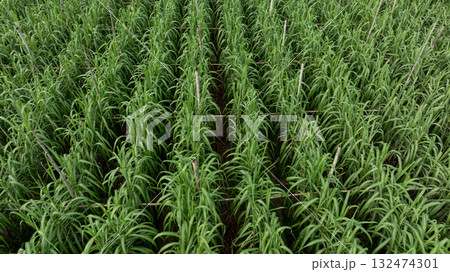 Aerial view of drone flying over sugarcane plants growing at field 132474301