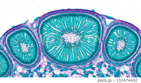 Cross section of a fern sporangium or plant reproductive structure Cross section of a fern sporangium or plant reproductive structure 132474492