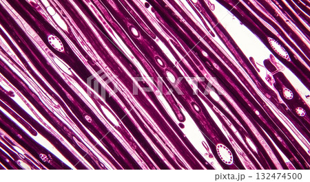 Longitudinal view of plant vascular or muscle tissue fibers Longitudinal view of plant vascular or muscle tissue fibers 132474500