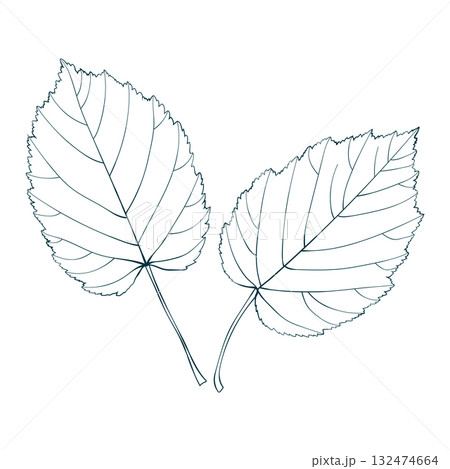 Hand-drawn autumn leaves sketch on transparent background. Line style vector illustration. Hand-drawn autumn leaves sketch on transparent background. Line style vector illustration. 132474664