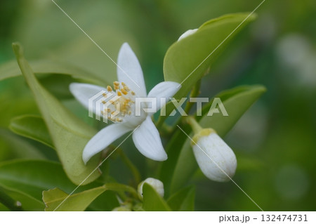 白いハナユズの花 白いハナユズの花 132474731