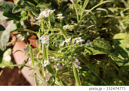 斑入り葉のアリッサム 132474771