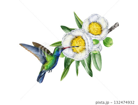 Small hummingbird with blooming spring white camellia tree branch. Hand drawn vintage style watercolor nature illustration. Bright wildlife bird with camellia twig with flowers on white background Small hummingbird with blooming spring white camellia tree branch. Hand drawn vintage style watercolor nature illustration. Bright wildlife bird with camellia twig with flowers on white background 132474932