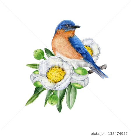Bluebird on blooming white camellia tree branch watercolor illustration. Hand drawn cute small garden songbird perched on springtime camellia twig with white flowers and leaves on white background 132474935