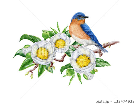 Bluebird on blooming white camellia tree branch watercolor illustration. Hand drawn cute garden songbird perched on camellia twig with white flowers and leaves. Isolated on white background 132474938