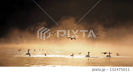 朝霧で霞む中を飛び来る鴨の群れ、幻想的、エコロジーイメージ 132475011