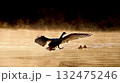 朝霧で霞む中を翼を広げ飛ぶ1羽の白鳥、、幻想的、エコロジーイメージ 132475246