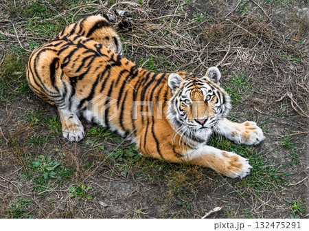 Amur tiger lying on grass in Primorsky Krai, Russia. Wild big cat resting in natural habitat, looking directly at camera, Far East wildlife scene. 132475291