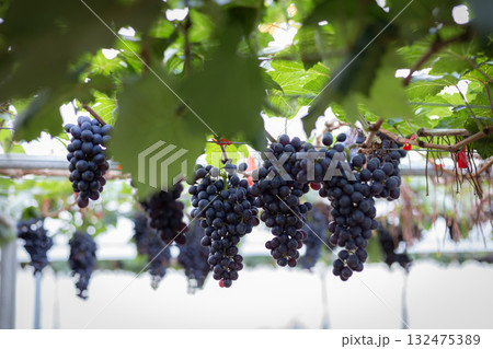 A beautiful bunch of ripe red grapes on the vine in a sunny vineyard 132475389