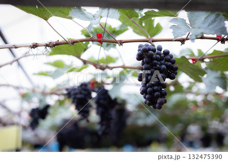 A beautiful bunch of ripe red grapes on the vine in a sunny vineyard 132475390