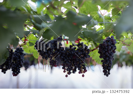 A beautiful bunch of ripe red grapes on the vine in a sunny vineyard A beautiful bunch of ripe red grapes on the vine in a sunny vineyard 132475392