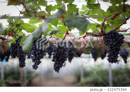 A beautiful bunch of ripe red grapes on the vine in a sunny vineyard A beautiful bunch of ripe red grapes on the vine in a sunny vineyard 132475394