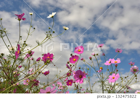 コスモス 秋イメージ コスモス 秋イメージ 132475822