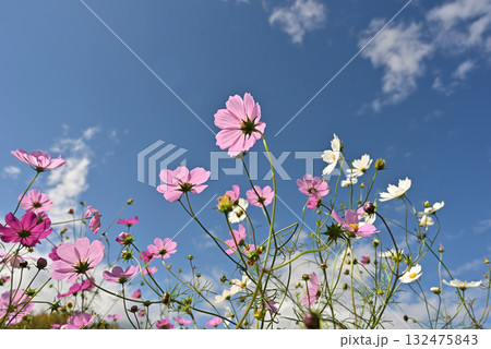 コスモス　秋イメージ 132475843