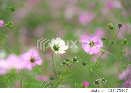 コスモス　秋イメージ 132475867