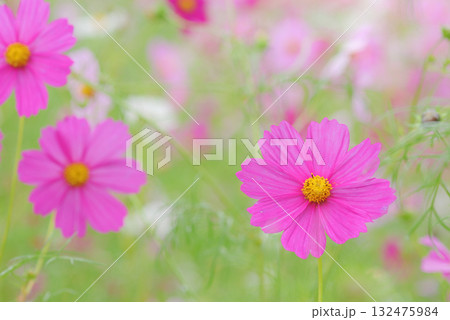 コスモス　秋イメージ 132475984