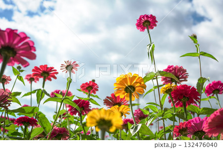 Daisy flowers in a farm. Daisy flowers in a farm. 132476040