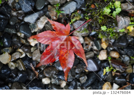地面に落ちた紅葉した楓の葉 132476084