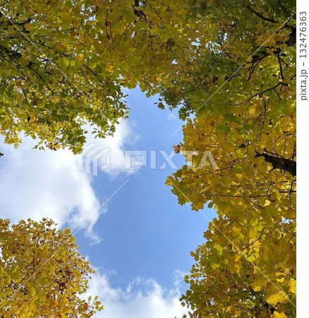 秋の空と紅葉 秋の空と紅葉 132476363