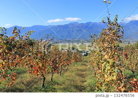 安曇野 秋のヴィンヤードと北アルプス 安曇野 秋のヴィンヤードと北アルプス 132476556