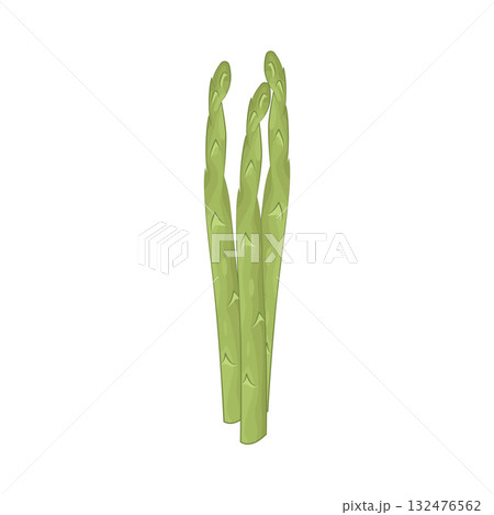 Illustration of asparagus Illustration of asparagus 132476562