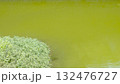 緑に染まる静かな池 132476727