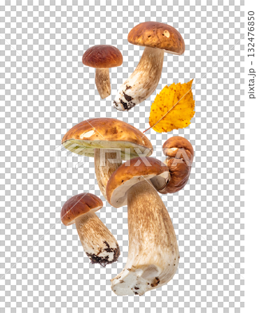 秋の森に舞うキノコ｜背景なし・透過PNG・コピースペース 132476850