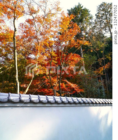 白壁に映える秋の紅葉　　　歴史的建物の白壁と鮮やかな紅葉が織りなす秋の景色。 132477052