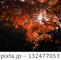 紅葉の隙間から差し込む光 132477053