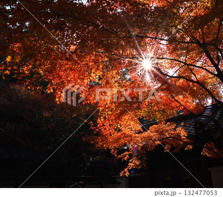 紅葉の隙間から差し込む光 132477053